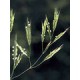 Bach Flower Remedies for Animals - Wild Oat